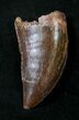 Carcharodontosaurus Tooth - Fine Serrations #18968-2